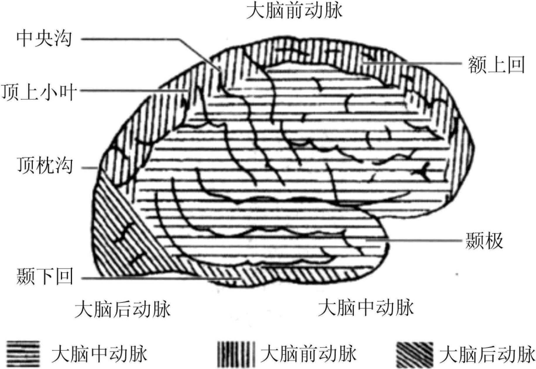 三、腦各部的血液供應(yīng)